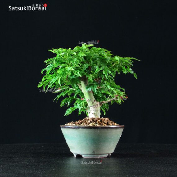Acero Palmato Shishigashira - immagine 5