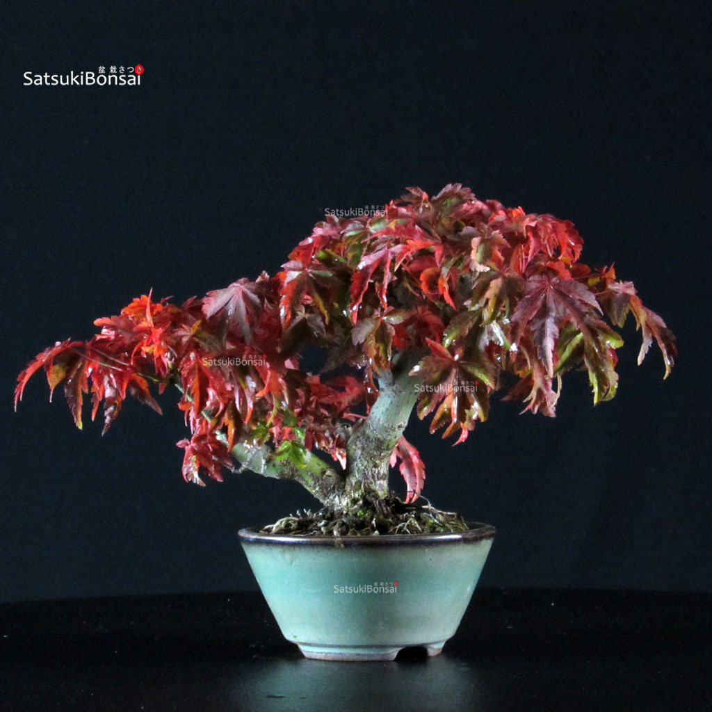 4829_6-Acer-palmatum-shishigashira Acero Palmato Shishigashira - immagine 1