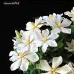 Gardenia Jasminoides - immagine 2