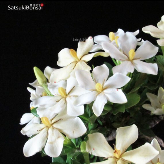 Gardenia Jasminoides - immagine 2