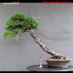 Pinus Thunbergii Kuromatsu