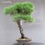 Pinus Thunbergii Kuromatsu - immagine 2