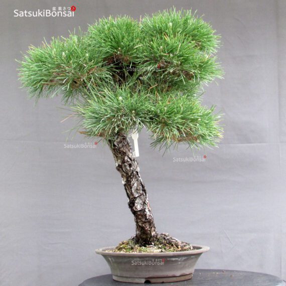 Pinus Thunbergii Kuromatsu - immagine 2