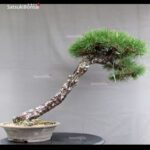 Pinus Thunbergii Kuromatsu - immagine 3