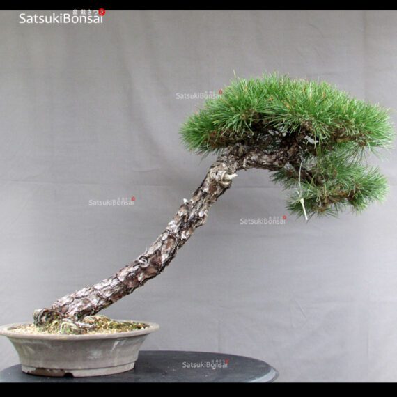 Pinus Thunbergii Kuromatsu - immagine 3