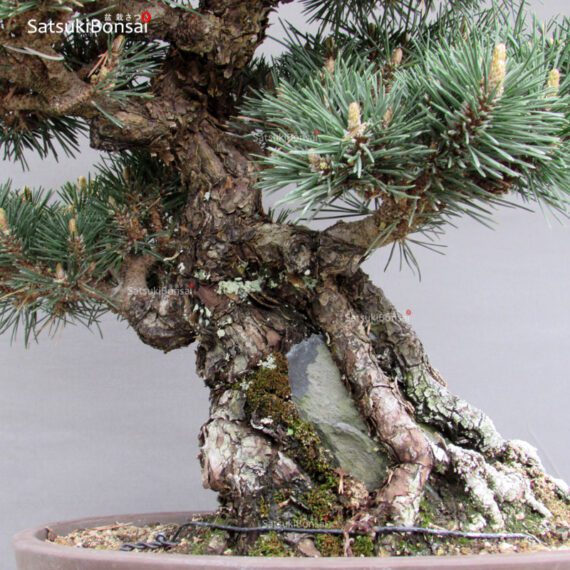 Pinus Thunbergii Kuromatsu Kotobuki VENDUTO - immagine 2