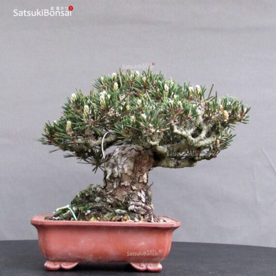 Pinus Thunbergii Kuromatsu Kotobuki VENDUTO - immagine 3