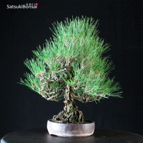 Pinus Thunbergii Kuromatsu - immagine 2