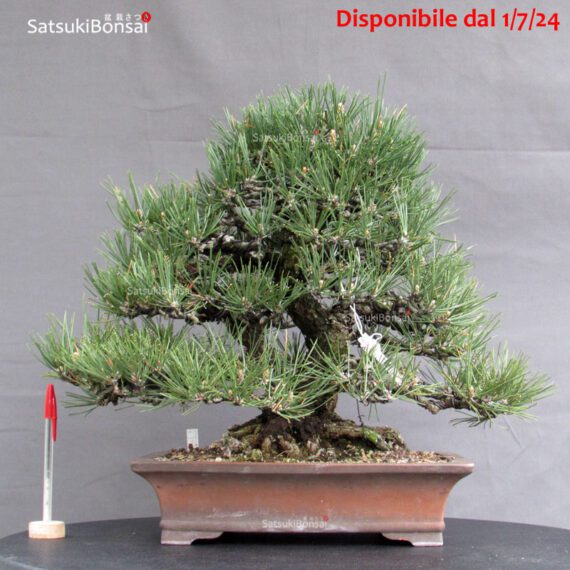 Pinus Thunbergii Kuromatsu VENDUTO - immagine 6