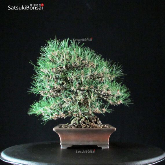Pinus Thunbergii Kuromatsu VENDUTO - immagine 4