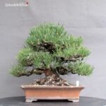 Pinus Thunbergii Kuromatsu VENDUTO - immagine 8