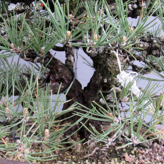 Pinus Thunbergii Kuromatsu VENDUTO - immagine 10
