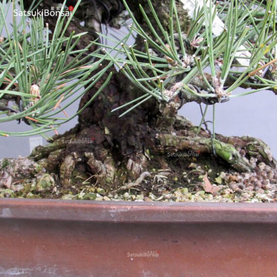 Pinus Thunbergii Kuromatsu VENDUTO - immagine 11