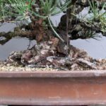 Pinus Thunbergii Kuromatsu VENDUTO - immagine 12