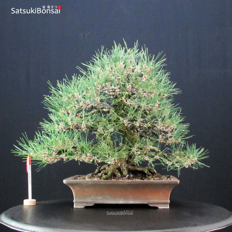 5009_8-Pinus-thunbergii Pinus Thunbergii Kuromatsu VENDUTO - immagine 1