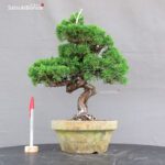 Juniperus Chinensis Itoigawa