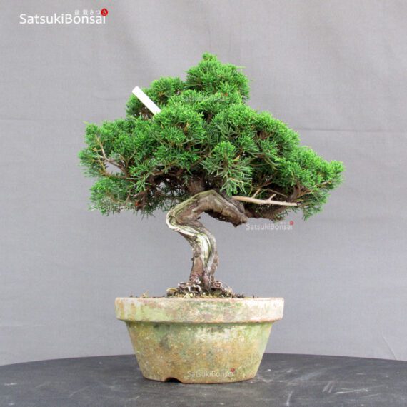 Juniperus Chinensis Itoigawa - immagine 3