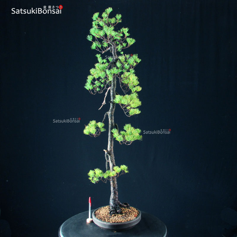 4434_5-Pinus-pentaphylla Pinus Pentaphylla - Goyomatsu VENDUTO - immagine 1