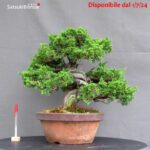 Juniperus Chinensis itoigawa