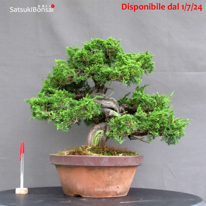 4475_1-Juniperus-chinensis-itoigawa Juniperus Chinensis itoigawa - immagine 1
