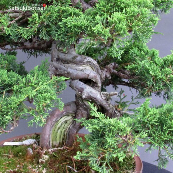 Juniperus Chinensis itoigawa - immagine 2