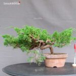 Juniperus Chinensis Itoigawa