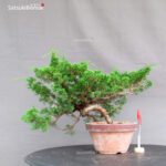 Juniperus Chinensis Itoigawa
