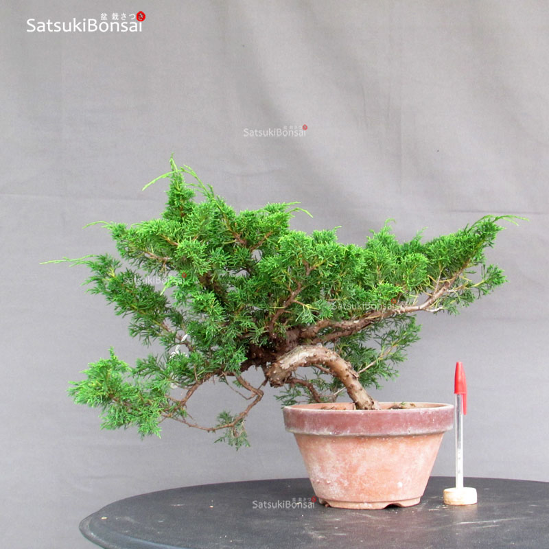 4516_1-Juniperus-chinensis-itoigawa Juniperus Chinensis Itoigawa - immagine 1