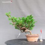 Juniperus Chinensis Itoigawa
