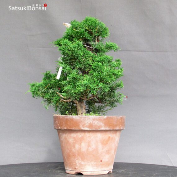 Juniperus Chinensis Itoigawa - immagine 2
