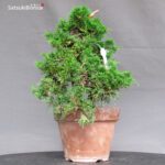 Juniperus Chinensis Itoigawa - immagine 4