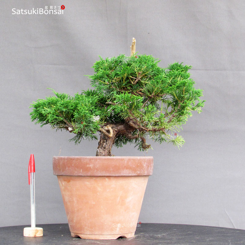 4535_1-Juniperus-chinensis-itoigawa Juniperus Chinensis Itoigawa - immagine 1