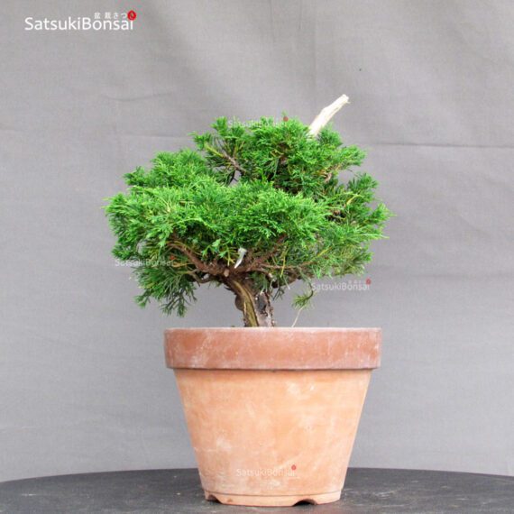 Juniperus Chinensis Itoigawa - immagine 2