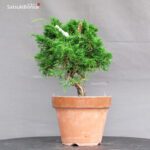 Juniperus Chinensis Itoigawa - immagine 3
