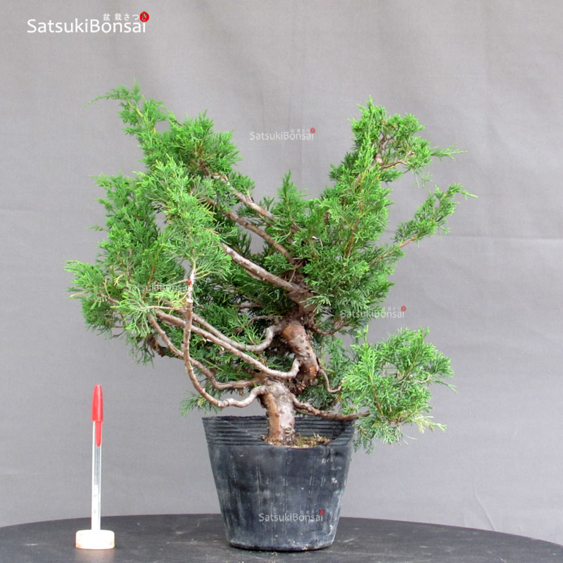 4537_1-Juniperus-chinensis-itoigawa Juniperus Chinensis Itoigawa - immagine 1