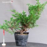 Juniperus Chinensis Itoigawa