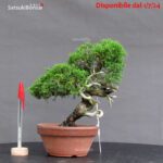Juniperus Chinensis itoigawa