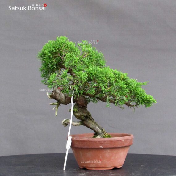Juniperus Chinensis itoigawa - immagine 3