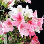 Azalea Satsuki Var. Aiko - immagine 11