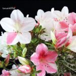Azalea Satsuki Var. Aiko - immagine 7