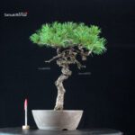 Pinus Pentaphylla - Goyomatsu