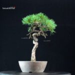 Pinus Pentaphylla - Goyomatsu - immagine 2