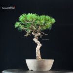 Pinus Pentaphylla - Goyomatsu - immagine 3