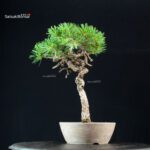 Pinus Pentaphylla - Goyomatsu - immagine 4