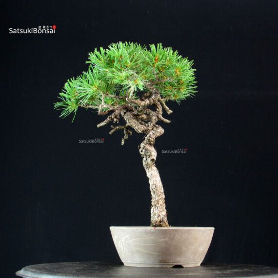 Pinus Pentaphylla - Goyomatsu - immagine 4