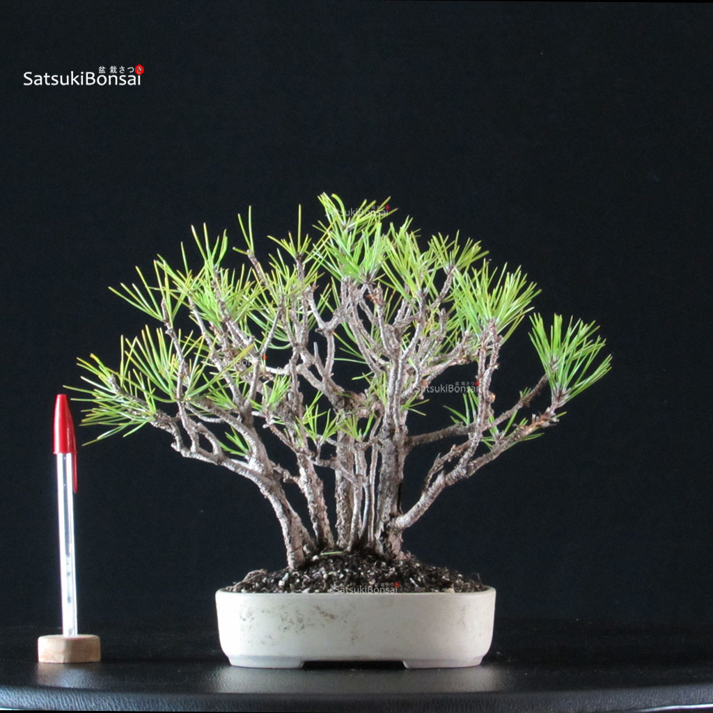 4673_1-Pinus-thunbergii Pinus Thunbergii Kuromatsu - immagine 1