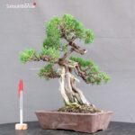 Juniperus Chinensis Itoigawa