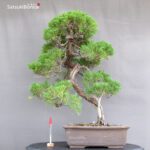 Juniperus Chinensis