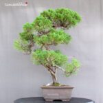 Juniperus Chinensis - immagine 2