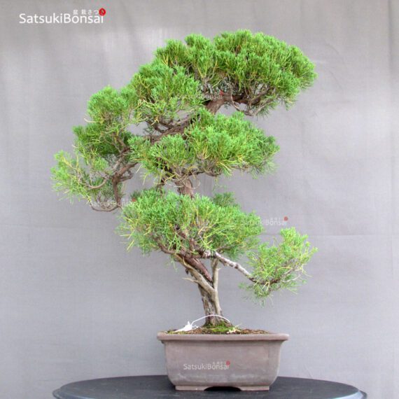 Juniperus Chinensis - immagine 2